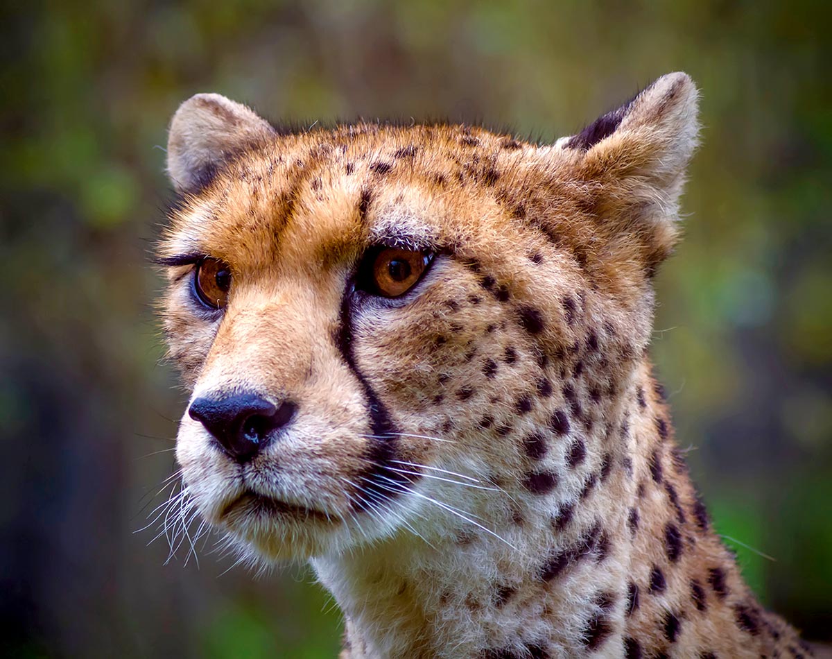 Guépard d'Afrique du Nord-Ouest (ou Guépard du Sahara)