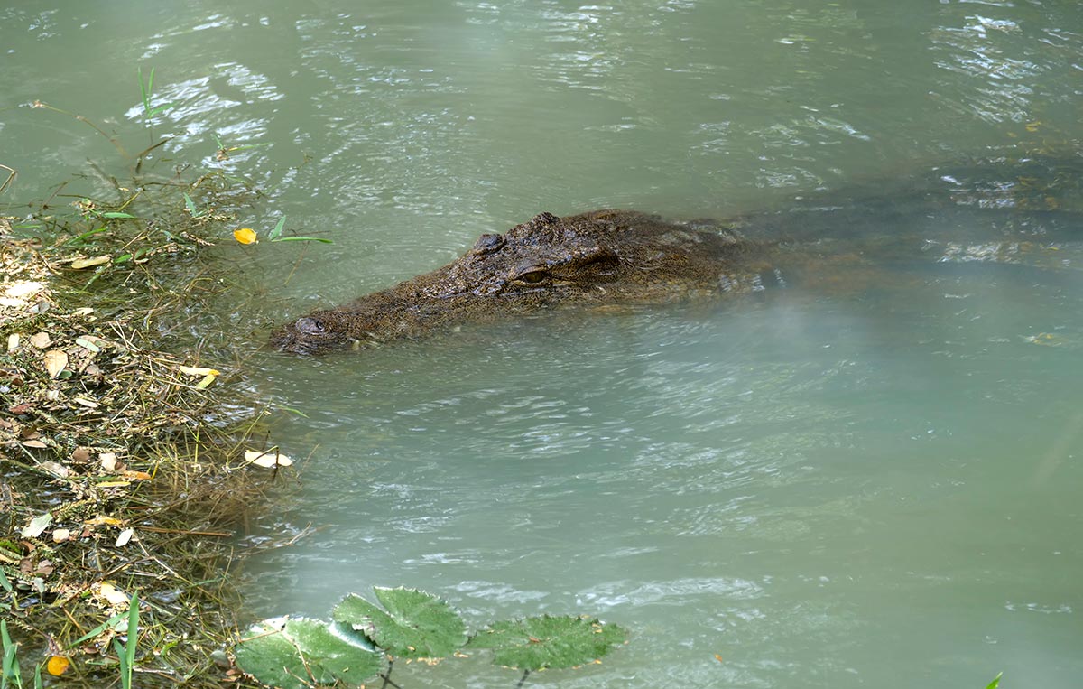 A crocodile in Yahya Jammeh's private pond