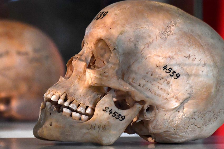 Herero and Nama skulls