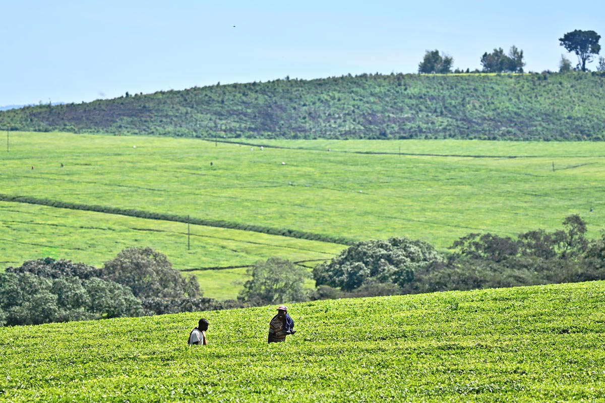 Plantation de thé sur les hauts plateaux de Kericho au Kenya