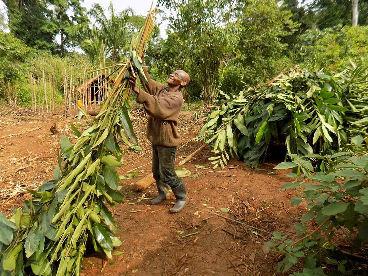 Un autochtone Pygmée construit une case en RDCongo