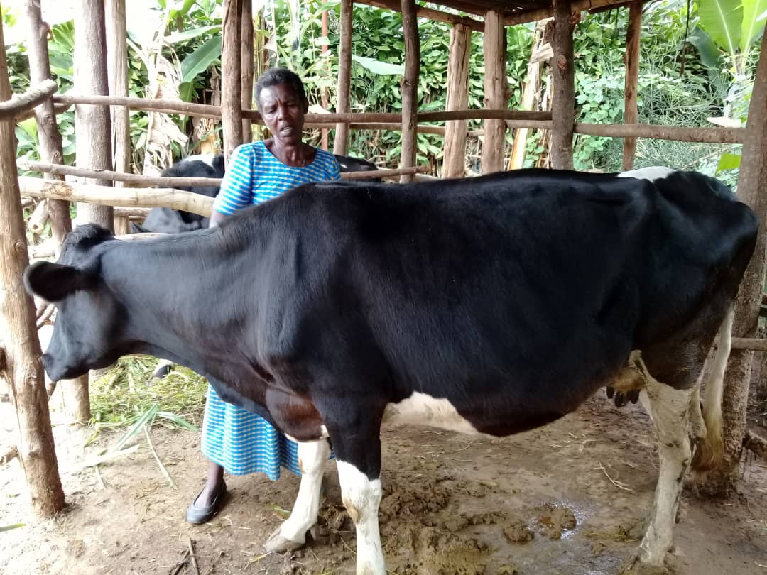 Odette et sa vache