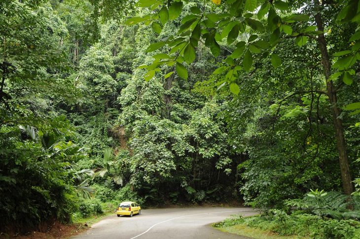 Seychelles : sanglante équipée nocturne dans la forêt de Sans Souci