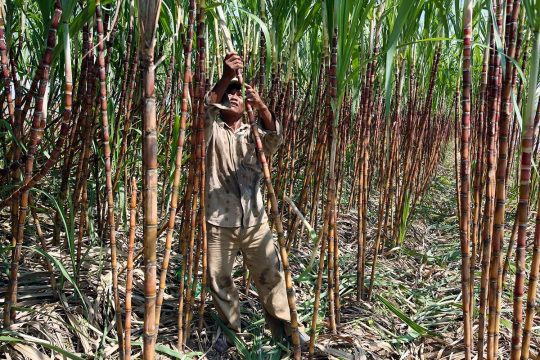 Au Cambodge, un paysan coupe des cannes à sucre