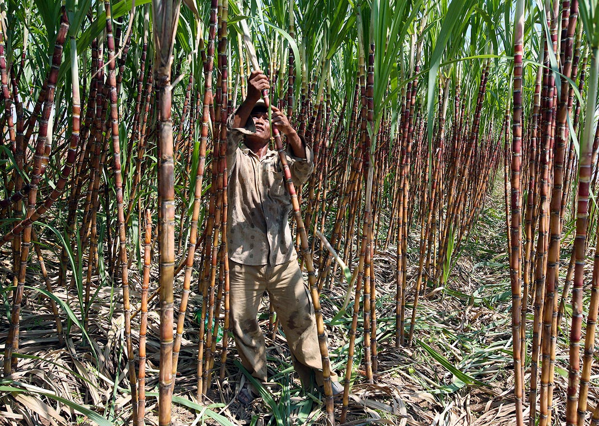Au Cambodge, un paysan coupe des cannes à sucre