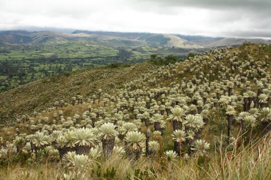 Environmental justice in Colombia - High mountain páramo ecosystems under threat (Cumbal, Nariño).