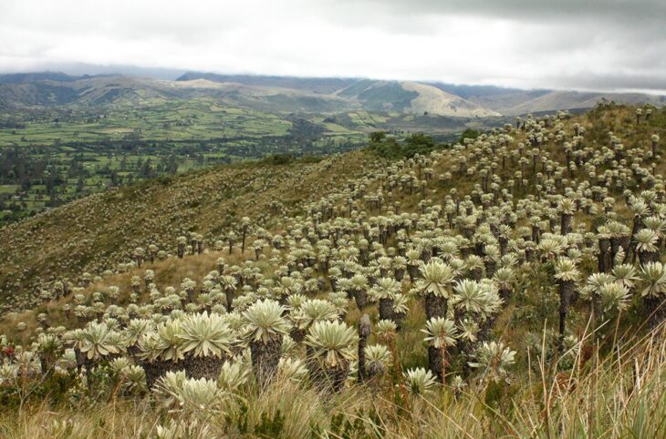 Justice environnementale en Colombie - La menace pèse sur les écosystèmes páramo en haute montagne (Cumbal, Nariño).