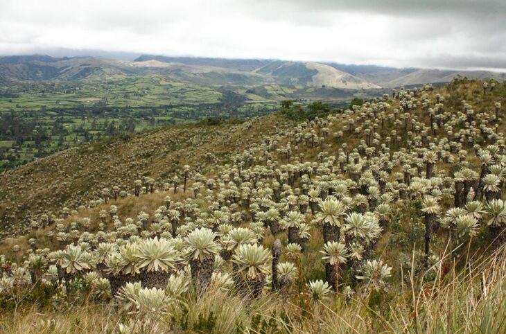 Environmental justice in Colombia - High mountain páramo ecosystems under threat (Cumbal, Nariño).