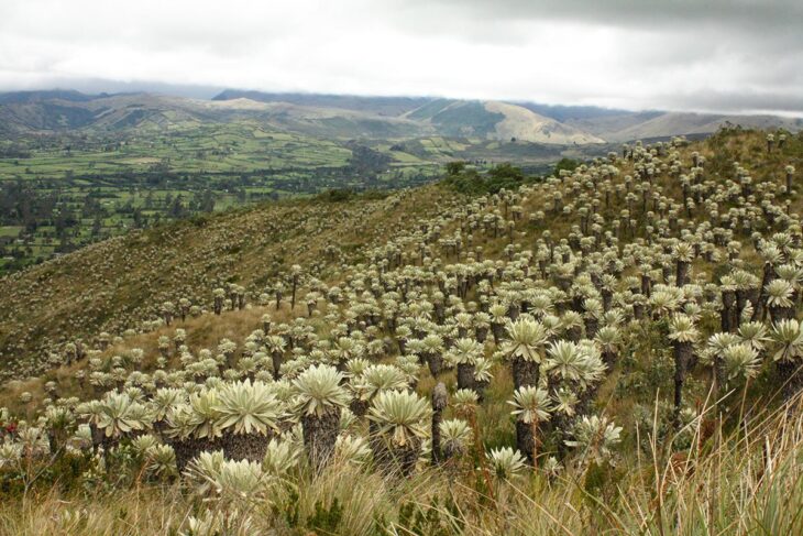Environmental justice in Colombia - High mountain páramo ecosystems under threat (Cumbal, Nariño).