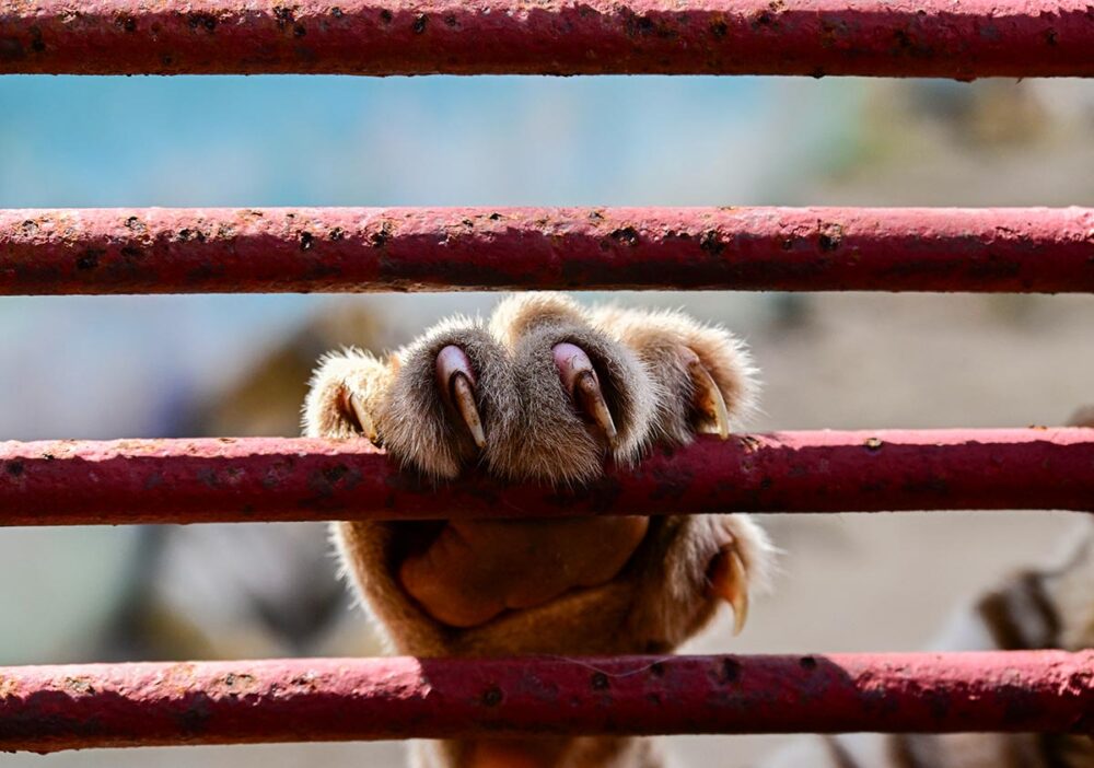 A young Bengal tiger (or ‘panthera tigris’), one of the world’s most poached and endangered species, shows its claws at a zoo in Havana (Cuba) on 15 September 2026. Photo: © Yamil Lage / AFP Biodiversity and endangered animal species: what legal remedies are available? Photo: the claws of a Bengal tiger at a zoo in Cuba.