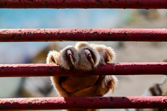 Biodiversity and endangered animal species: what legal remedies are available? Photo: the claws of a Bengal tiger at a zoo in Cuba.