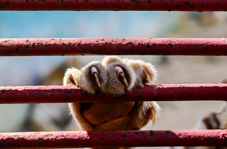 Biodiversité et espèces animales menacées : quels sont les recours en droit ? Photo : griffes d'un tigre du Bengale dans un zoo de Cuba.