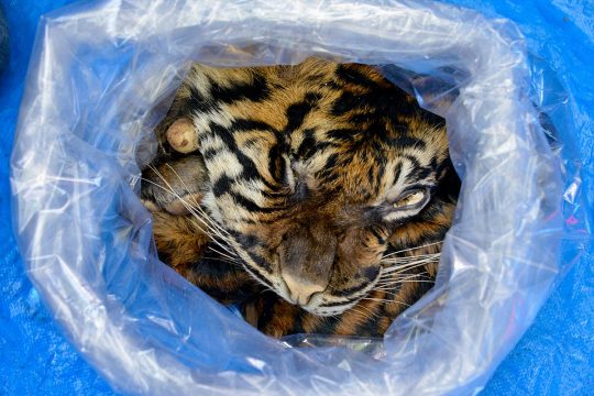 The Skin of a Sumatran tiger is seen in a plastic bag after the arrest of a trafficker in Bandah Aceh. Where wildlife crime is particularly common.