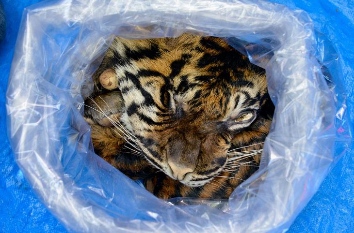 The Skin of a Sumatran tiger is seen in a plastic bag after the arrest of a trafficker in Bandah Aceh. Where wildlife crime is particularly common.