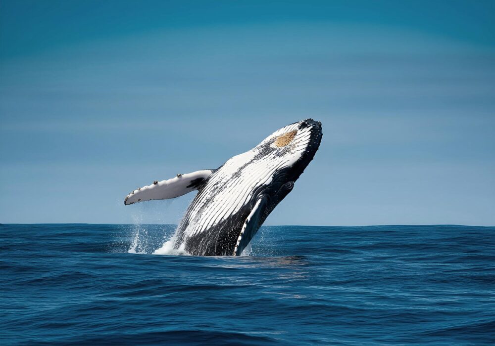 Droit de l'océan et des milieux marins. Photo : une baleine saute en pleine mer.