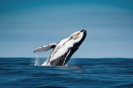 Droit de l'océan et des milieux marins. Photo : une baleine saute en pleine mer.