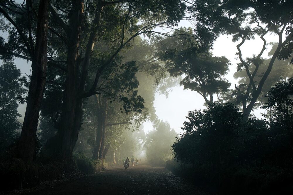 In the footsteps of Roger Lumbala, on trial in France for crimes committed in the Democratic Republic of Congo (DRC). Photo: Path under the trees in the heart of the equatorial forest in Ituri. People walk or ride motorcycles in a mystical, luminous atmosphere.