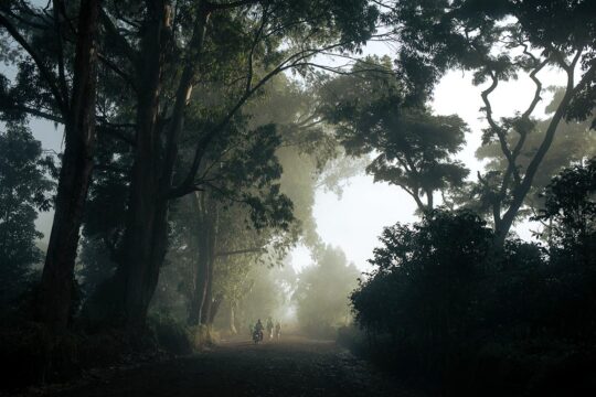 In the footsteps of Roger Lumbala, on trial in France for crimes committed in the Democratic Republic of Congo (DRC). Photo: Path under the trees in the heart of the equatorial forest in Ituri. People walk or ride motorcycles in a mystical, luminous atmosphere.