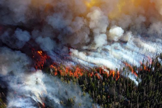 Global warming - Fire in a coniferous forest in Siberia (Russia)